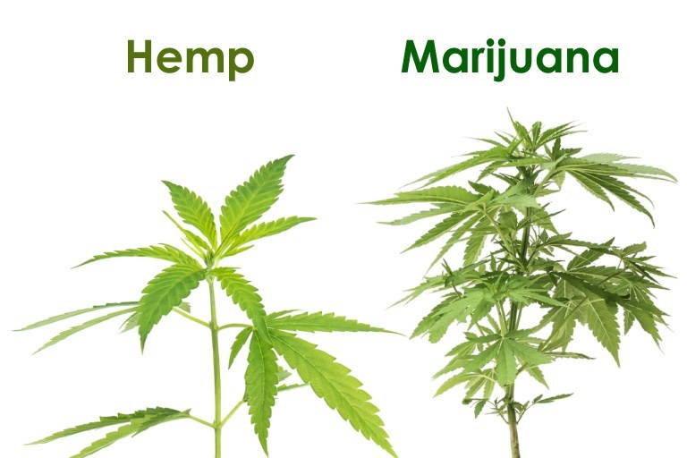 What Is Industrial Hemp? Industrial Hemp Definition - Happy Hemp