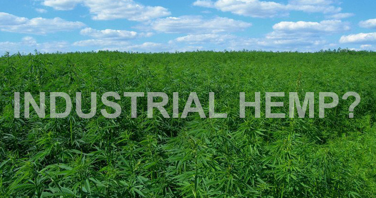 What Is Industrial Hemp? Industrial Hemp Definition - Happy Hemp